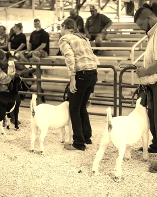 Goat